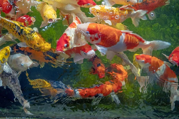Muitos peixes koi nadam na lagoa.efeito foco raso . — Fotografia de Stock