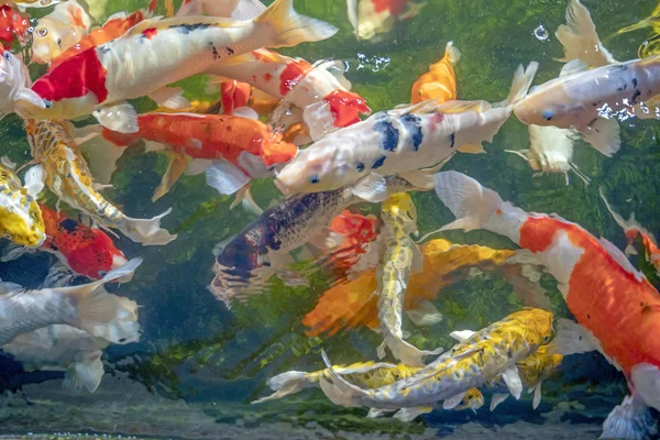 Muitos peixes koi nadam na lagoa.efeito foco raso . — Fotografia de Stock