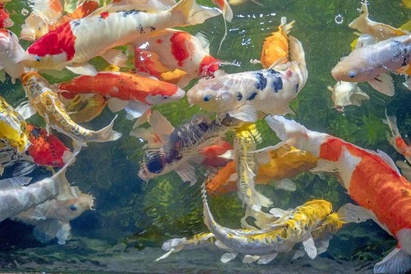 Многие рыбы кои плавают в пруду с эффектом низкой фокусировки . — стоковое фото