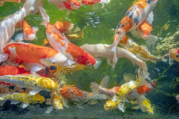 Many koi fish swim in the pond.shallow focus effect. — Stock Photo, Image