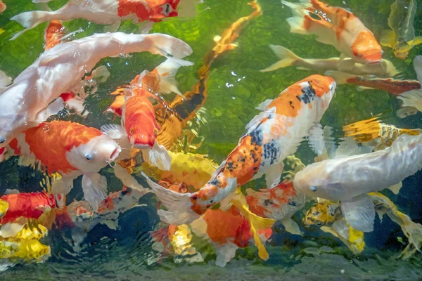 Muitos peixes koi nadam na lagoa.efeito foco raso . — Fotografia de Stock