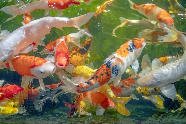 Viele Koi-Fische schwimmen im Teich.. — Stockfoto