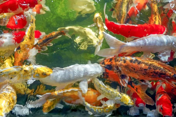 Many koi fish swim in the pond.shallow focus effect. — Stock Photo, Image