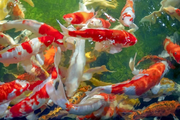 Багато риб кої плавають у ставку. неглибокий ефект фокусування . — стокове фото