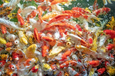 Birçok koi balığı havuzda yüzüyor.sığ odak etkisi.