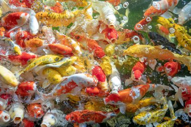 Birçok koi balığı havuzda yüzüyor.sığ odak etkisi.