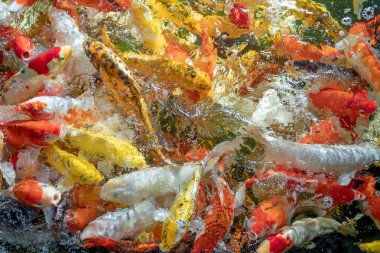 Birçok koi balığı havuzda yüzüyor.sığ odak etkisi.