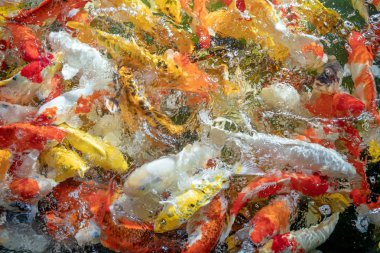 Birçok koi balığı havuzda yüzüyor.sığ odak etkisi.