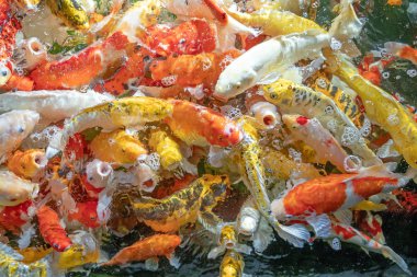 Birçok koi balığı havuzda yüzüyor.sığ odak etkisi.