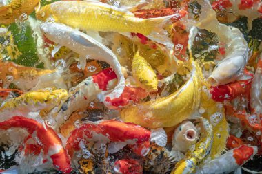 Birçok koi balığı havuzda yüzüyor.sığ odak etkisi.