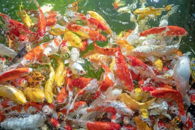 Birçok koi balığı havuzda yüzüyor.sığ odak etkisi.