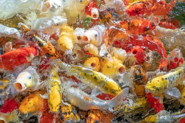 Birçok koi balığı havuzda yüzüyor.sığ odak etkisi.