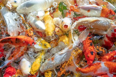 Birçok koi balığı havuzda yüzüyor.sığ odak etkisi.