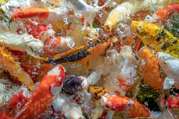 Many koi fish swim in the pond.shallow focus effect. — Stock Photo, Image