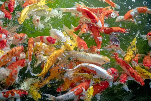 Wiele ryb Koi pływać w stawie. efekt płytkiej ostrości. — Zdjęcie stockowe