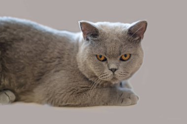 Gri arka planda oturan gri kedi