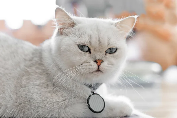 Белая Кошка Счастливо Сидит Полу Комнате — стоковое фото