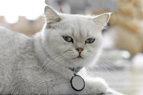 Gatto Bianco Siede Felicemente Sul Pavimento Nella Stanza Soft Focus — Foto Stock