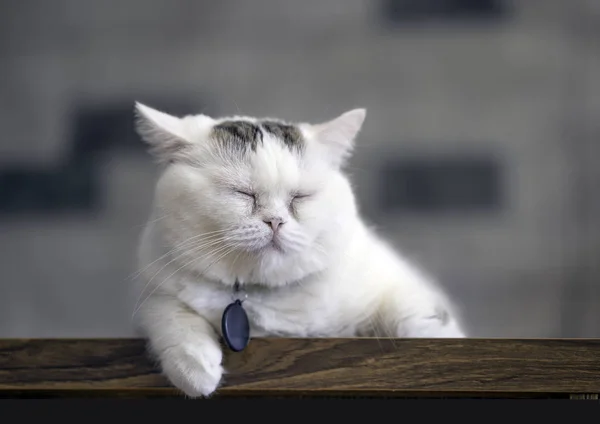 Chat Blanc Dort Sur Une Table Bois Dans Maison Foyer Image Libre De Droit Par Diew C Chat Blanc Dort Sur Une Table Bois Dans Maison Foyer Image Libre De Droit Par Diew C