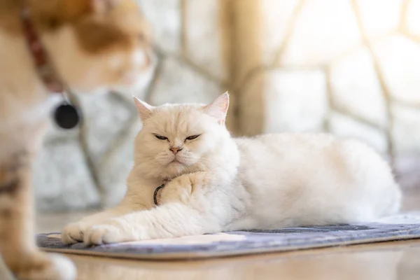 Vit katt liggande på en lila matta Titta på den bruna katten som är — Stockfoto