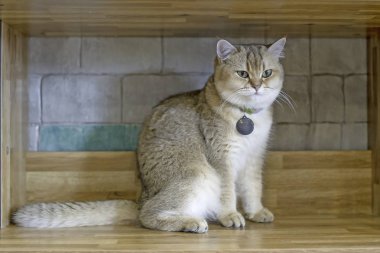 Tahta bir dolapta oturan kahverengi kedi.yumuşak odak.