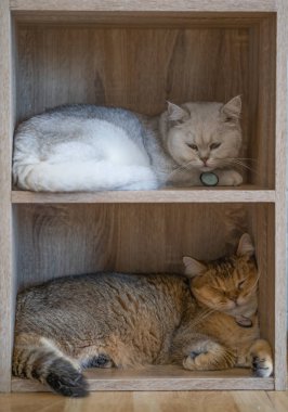 Dolapta yatan beyaz kedi ve botun üzerinde uzanan kahverengi kedi.