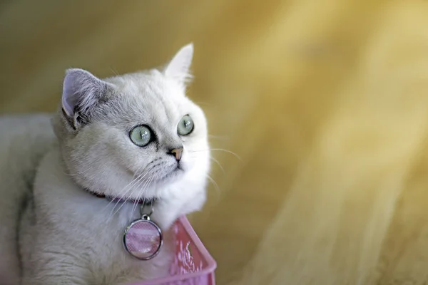 Witte Kat Liggend Een Ping Plastic Mand Kijk Verdacht Houten — Stockfoto