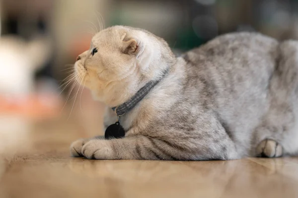 Gray cat's eyes are sitting looking at the house window with sun — Stock Photo, Image