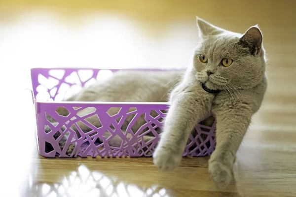 Mor plastik sepette yatan gri kedi evin içindeki ahşap zeminde şüpheli bir şekilde bak..