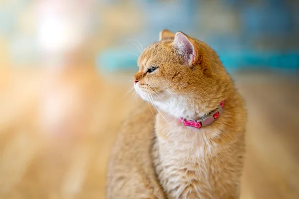 Kahverengi Kedi Pencereden Dışarı Bakıyor Yumuşak Odak — Stok fotoğraf