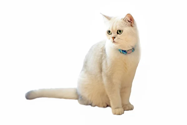 Branco Gato Sentado Branco Background Soft Foco — Fotografia de Stock