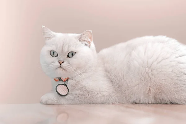 White cat sitting on a wooden table with a pink background — Stock Photo, Image