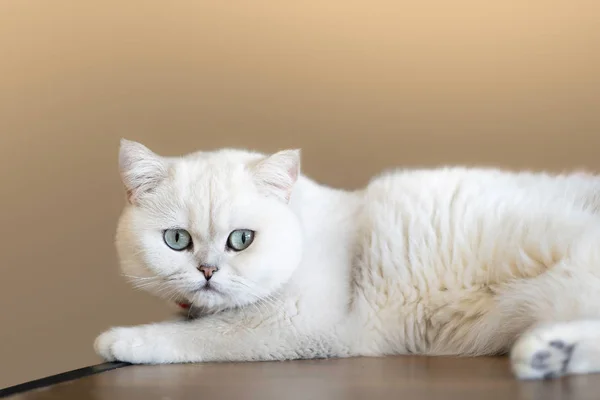 Белая Кошка Спит Деревянном Столе Доме — стоковое фото