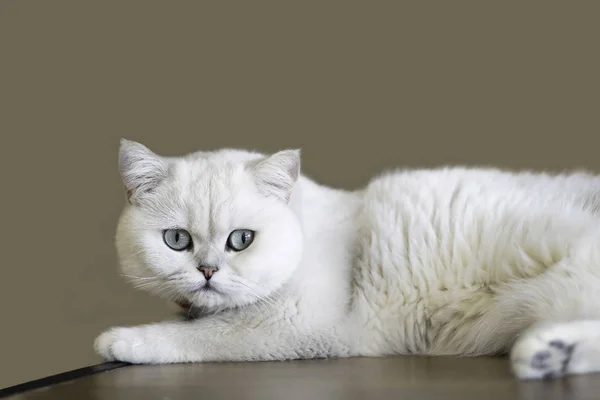 Белая Кошка Спит Деревянном Столе Доме — стоковое фото