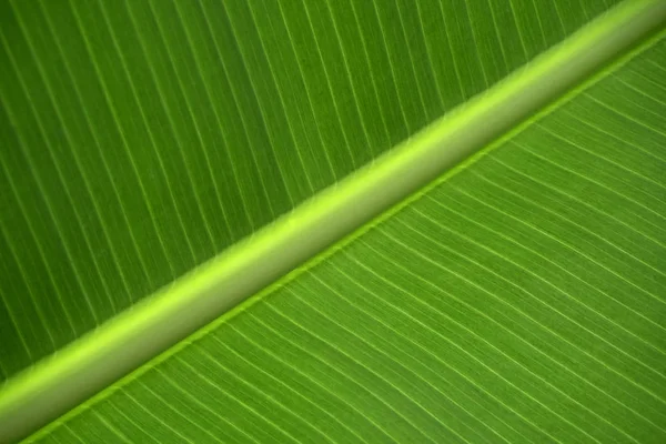 Textura Fundo Detalhes Folha Banana Verde Foco Macio — Fotografia de Stock