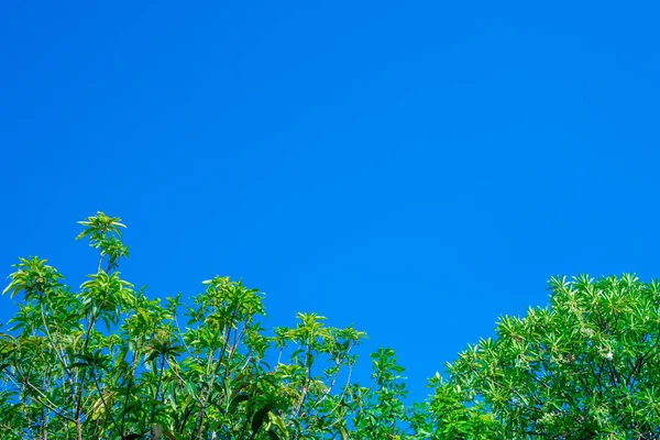 Árbol verde con alto cielo azul — Foto de Stock