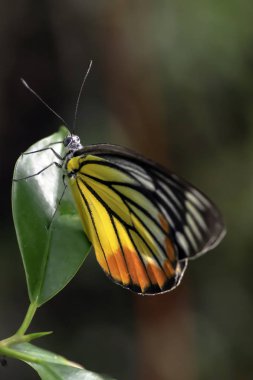 Yeşil yapraklı Leopar Kelebek Adası