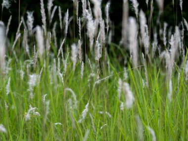 Yeşil otlaklarda beyaz ot çiçekleri, siyah arka plan