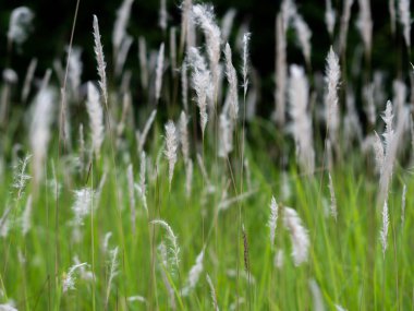Yeşil otlaklarda beyaz ot çiçekleri, siyah arka plan