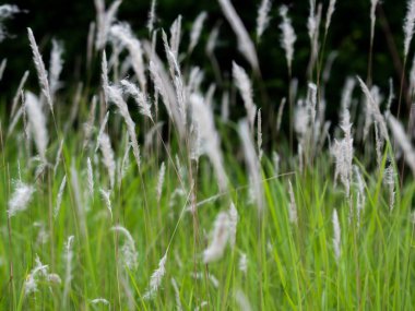 Yeşil otlaklarda beyaz ot çiçekleri, siyah arka plan