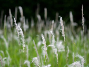 Yeşil otlaklarda beyaz ot çiçekleri, siyah arka plan