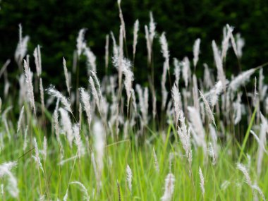 Yeşil otlaklarda beyaz ot çiçekleri, siyah arka plan