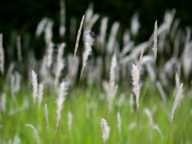 Yeşil otlaklarda beyaz ot çiçekleri, siyah arka plan