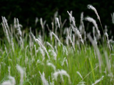 Yeşil otlaklarda beyaz ot çiçekleri, siyah arka plan