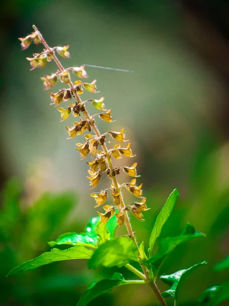 Fleurs de basilic séchées brunes Dans le tronc, feuilles de basilic vertes.doux — Photo
