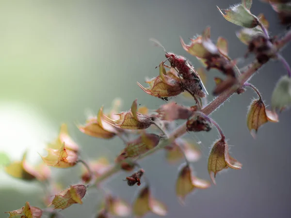 Super Macro Très petit insecte Sur fleurs de basilic séchées.mise au point douce . — Photo