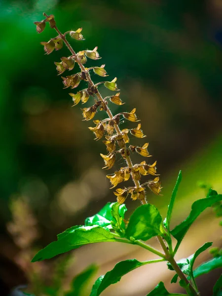 Fiori di basilico secchi marroni Nel tronco, foglie di basilico verde.morbido — Foto Stock