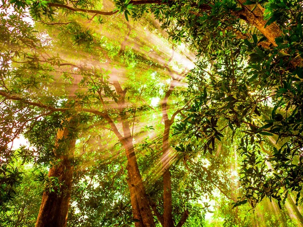 Luz del sol de la mañana Brillando a través de los grandes árboles verdes en el frente — Foto de Stock