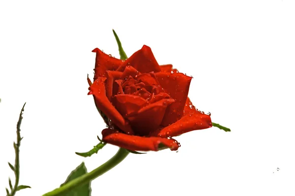 Czerwone Róże Białym Tle Miękka Ostrość — Zdjęcie stockowe