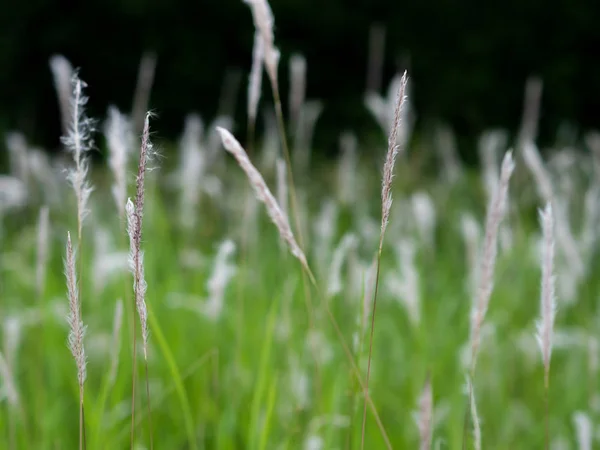 Witte gras bloemen in groene weiden, zwarte achtergrond — Stockfoto